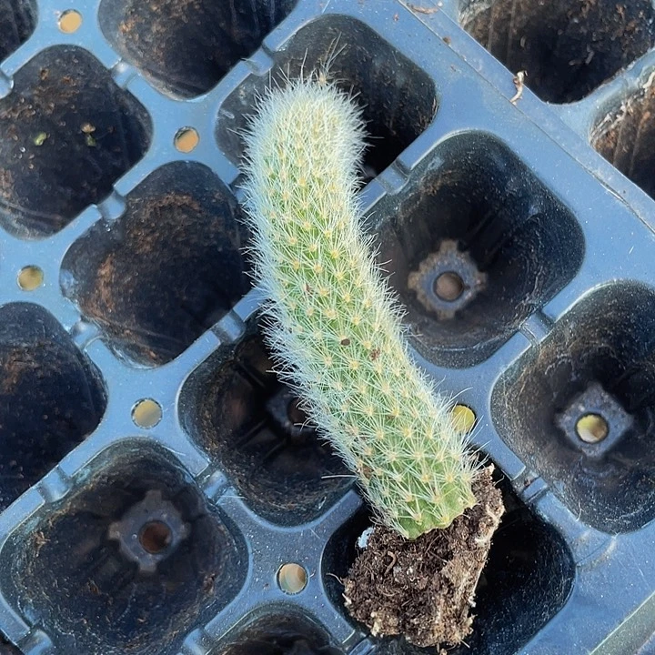 九尾狐1.5带土发