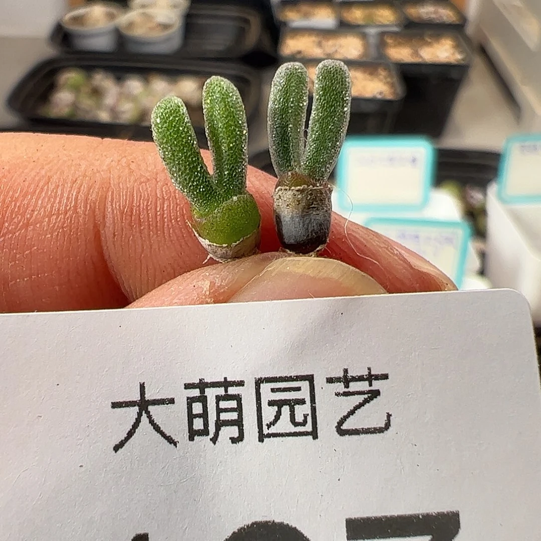 一物一拍。      187
