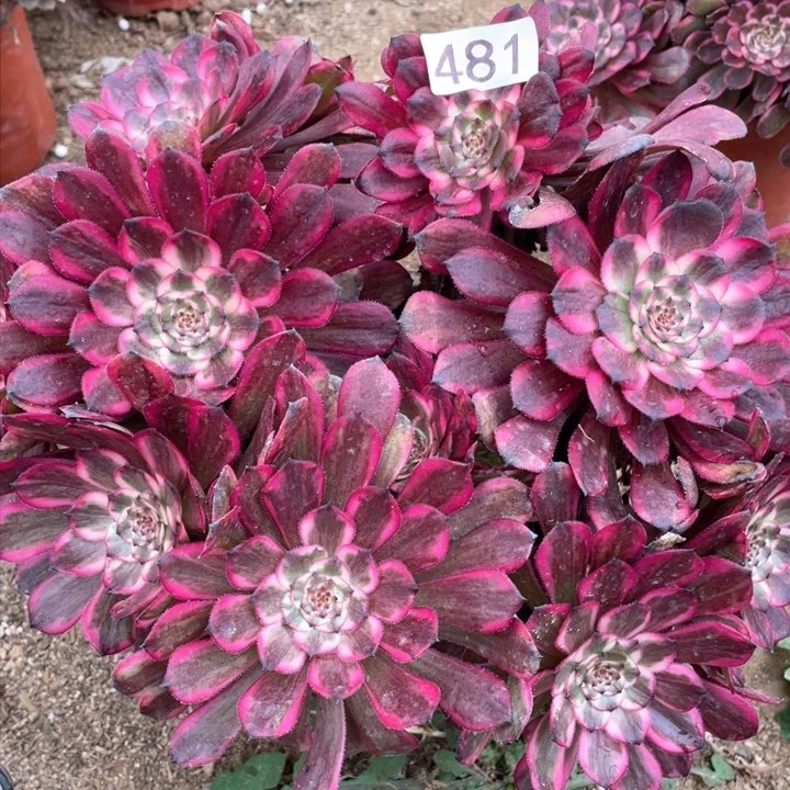 481多肉植物红金刚