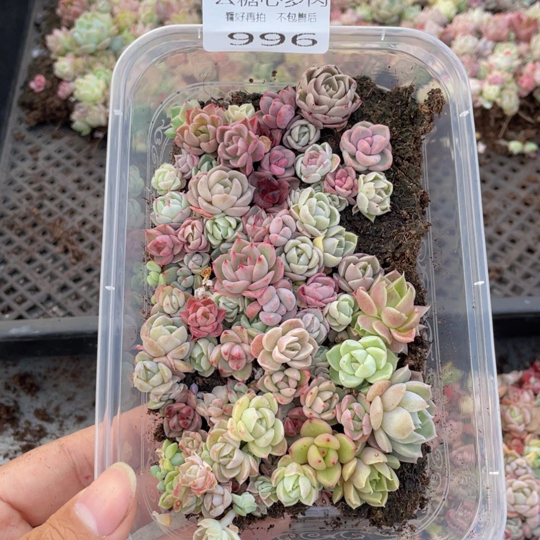 云糖心多肉植物996