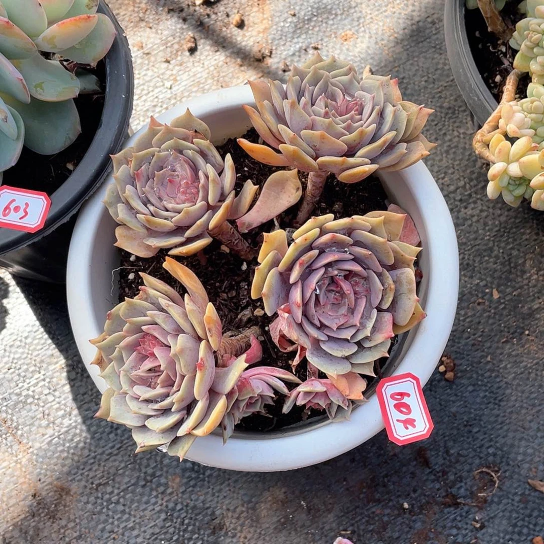 604紫姬年尾清货一物一拍多肉