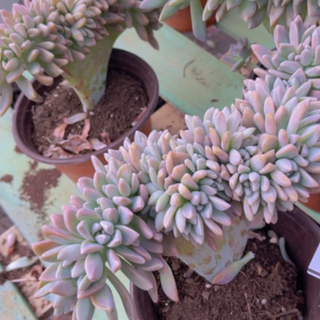 【闪购商品】淡雪缀0972