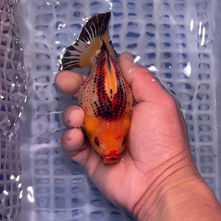 龙睛金鱼渔场直销玛丽金鱼