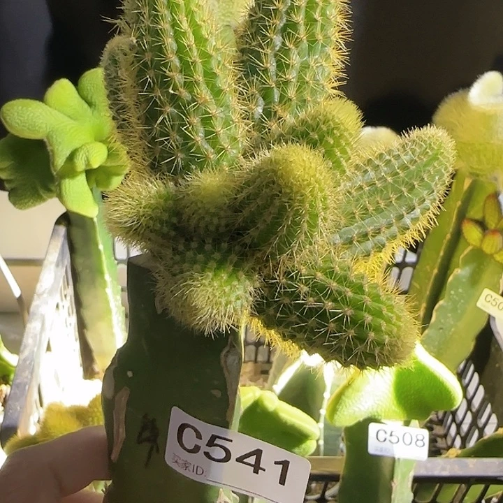 ও****嫁接双色金妞541