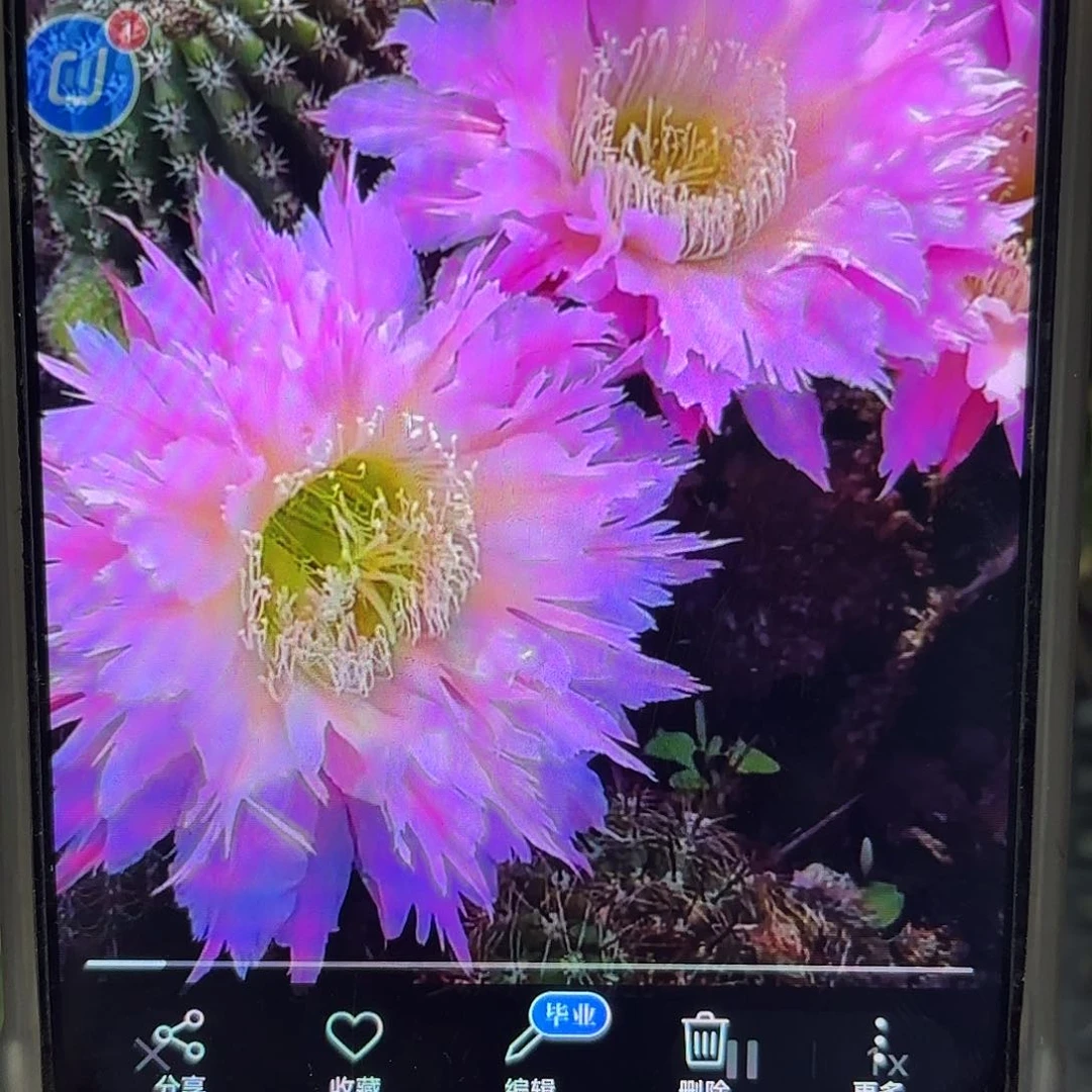 紫薇星毛侧牙20包邮仙人球？16