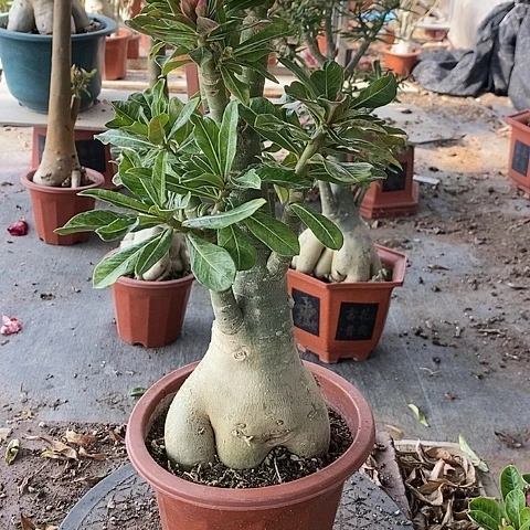 【闪购商品】无花朵家**美