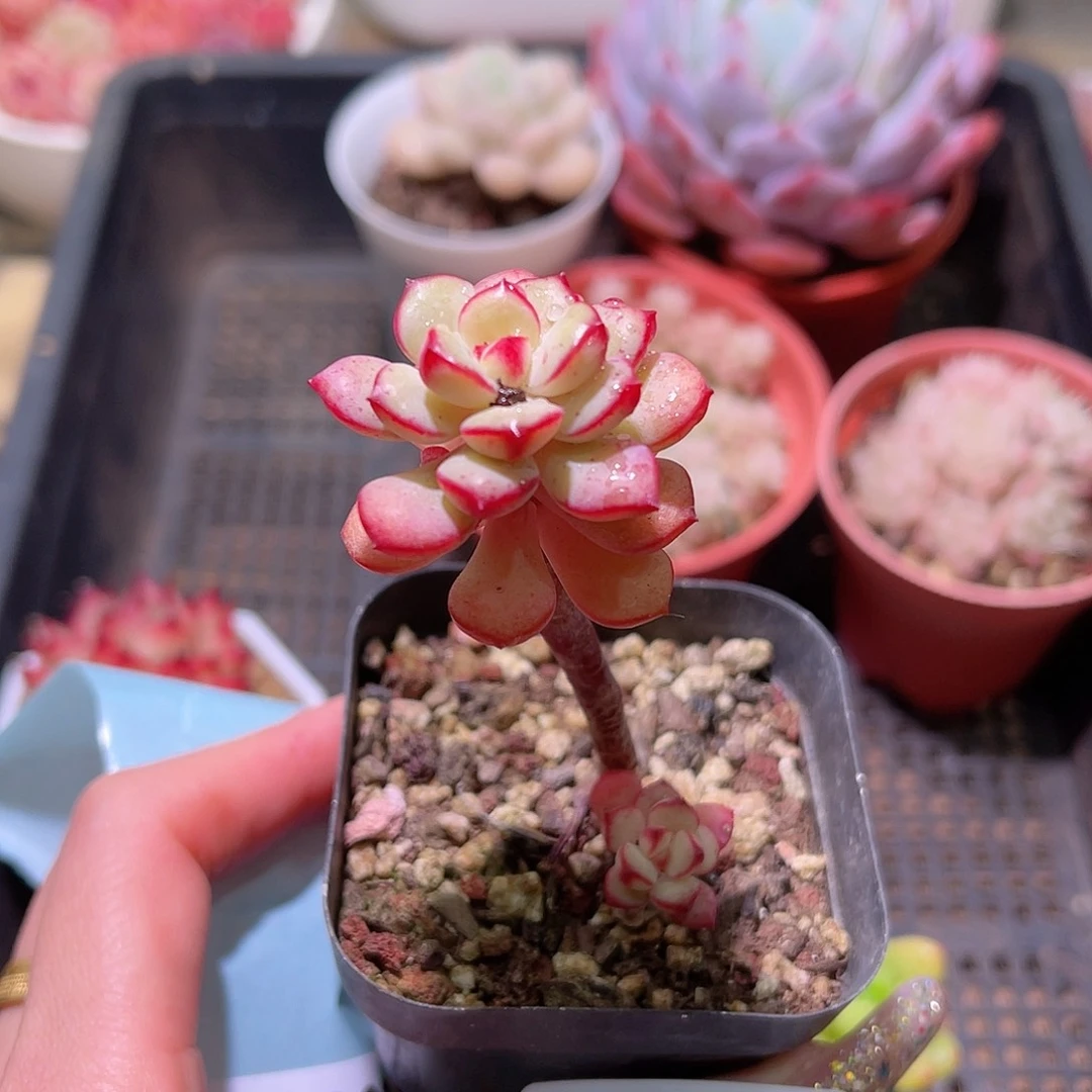 花利美25-291探戈