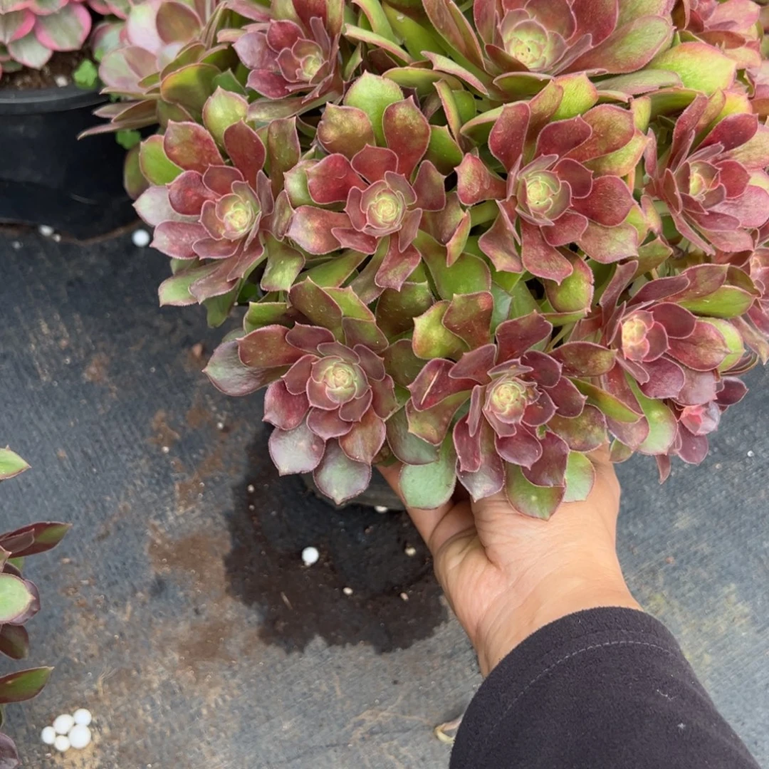 100流星雨多肉椅子