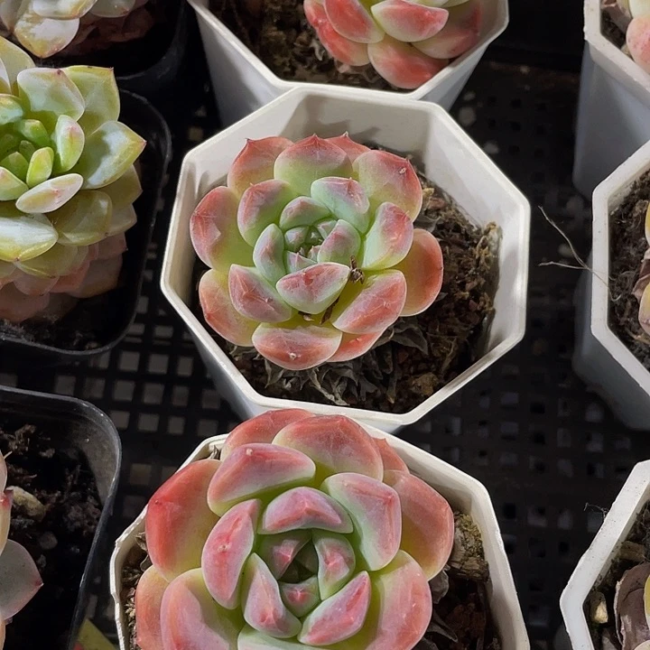 八角盆粉冰魄带盆土发