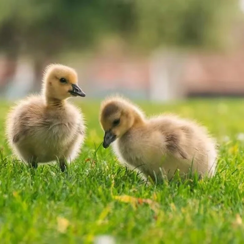 宠物 灰色  大种  包邮