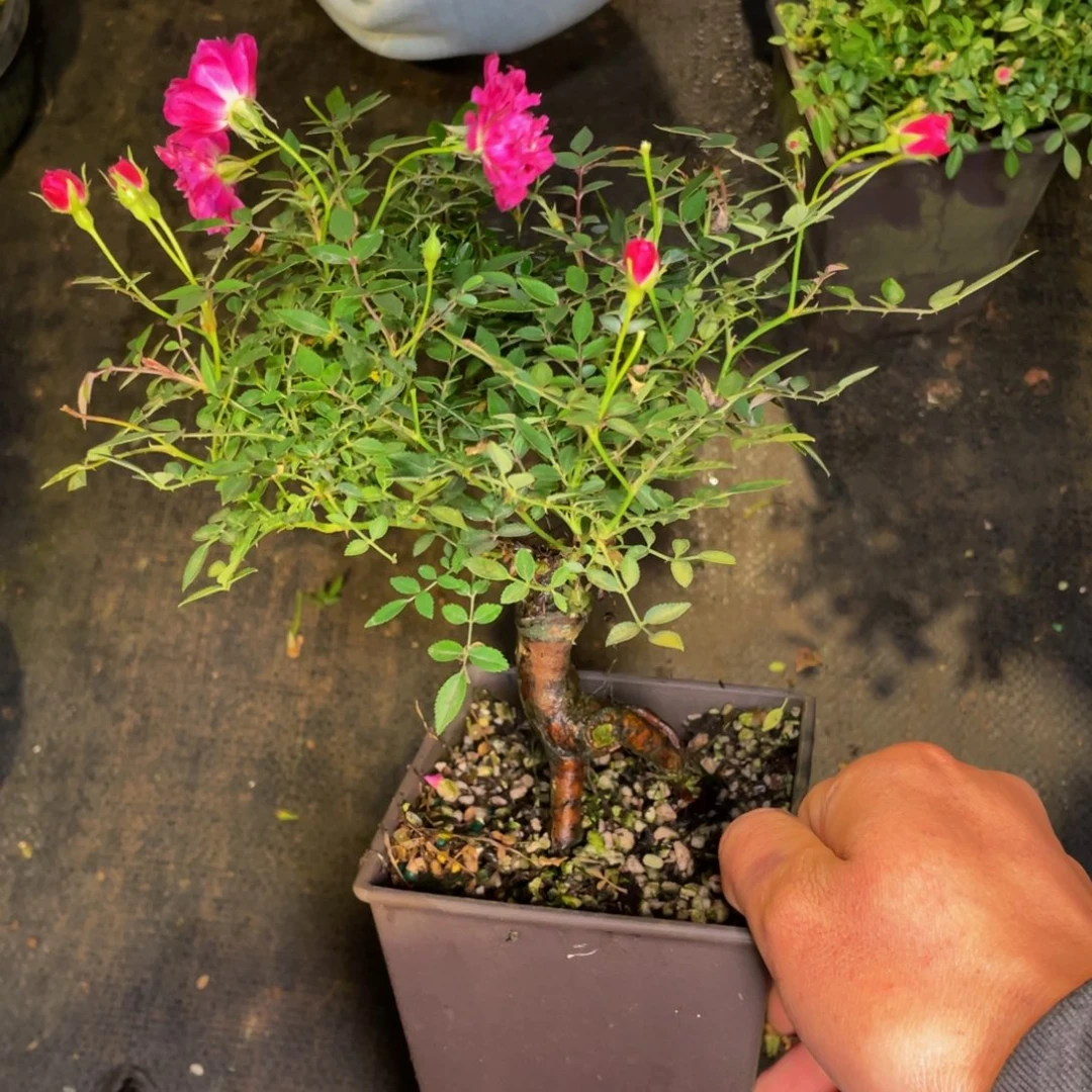 无花朵姬红贵根接福利苗