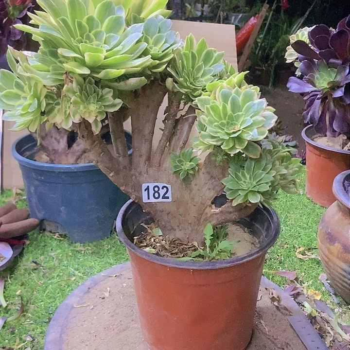 182颜宁老庄缀化老板子微瑕疵