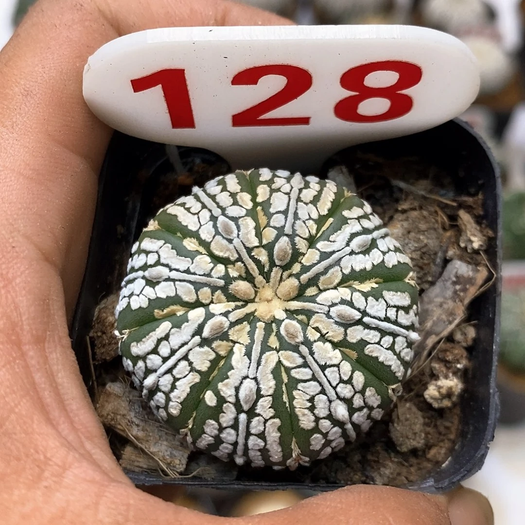 128开播福利特价咯打
