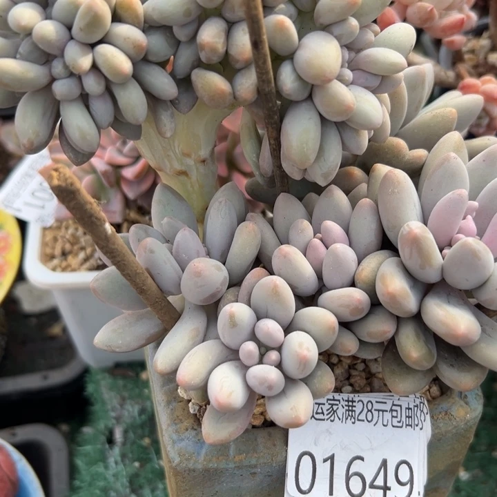 幸运儿是一位非常优秀且