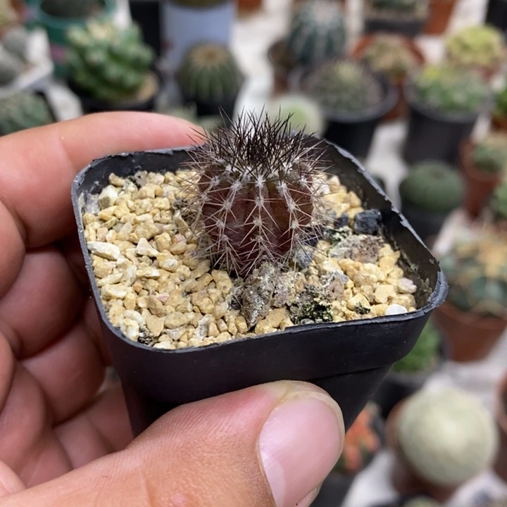 实生紫皮尤博球特价