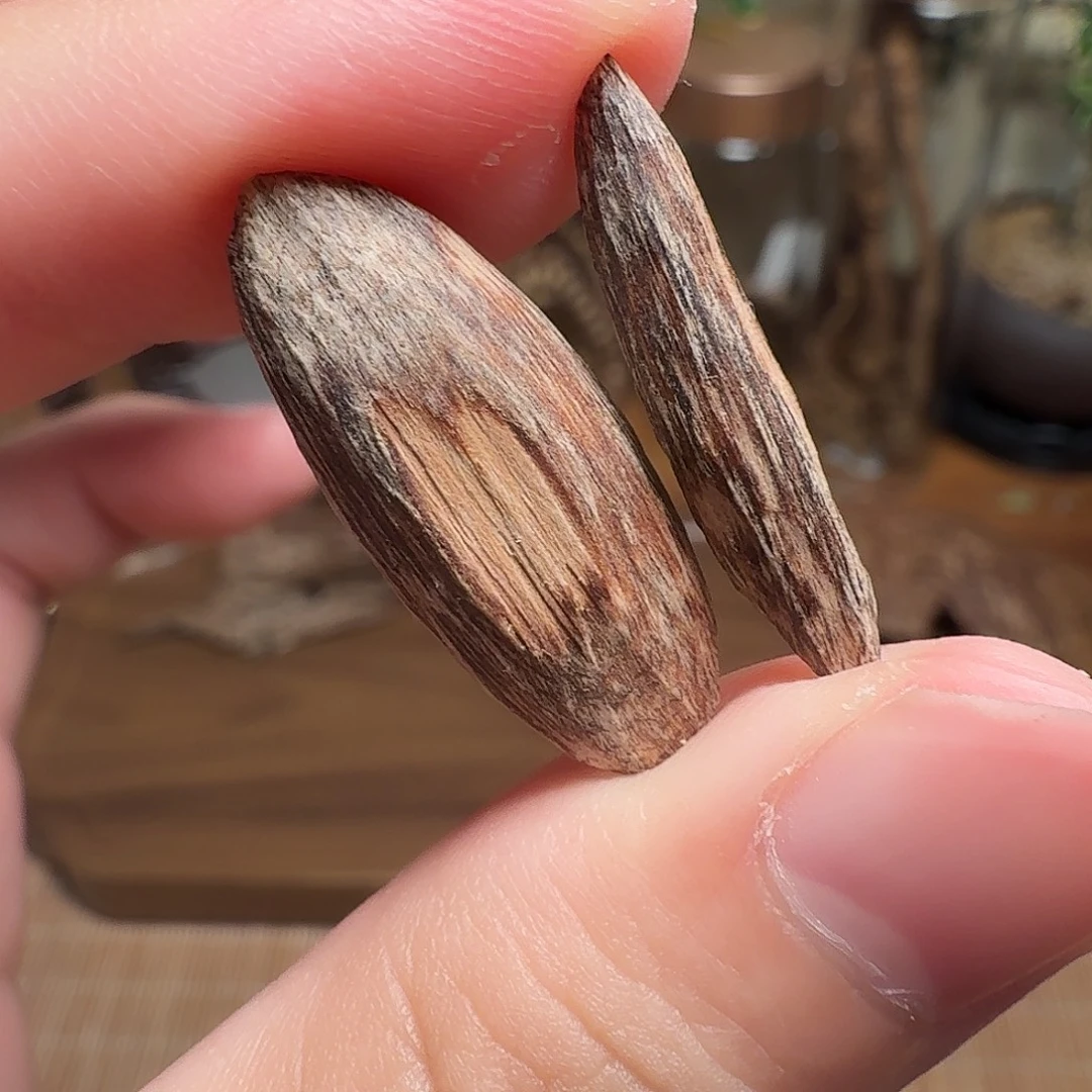 沉香香港大屿山棋韵瓜子