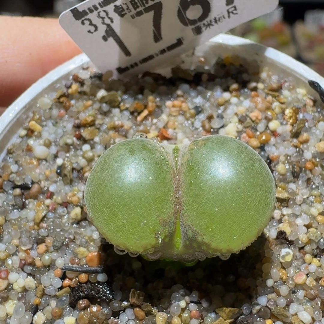 Sssss精品生石花1767