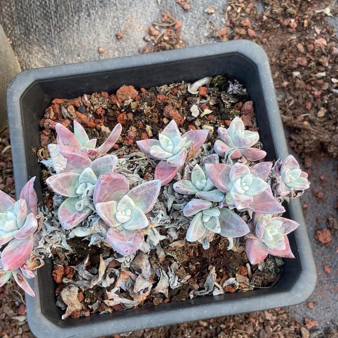 【闪购商品】厚叶苹果叶