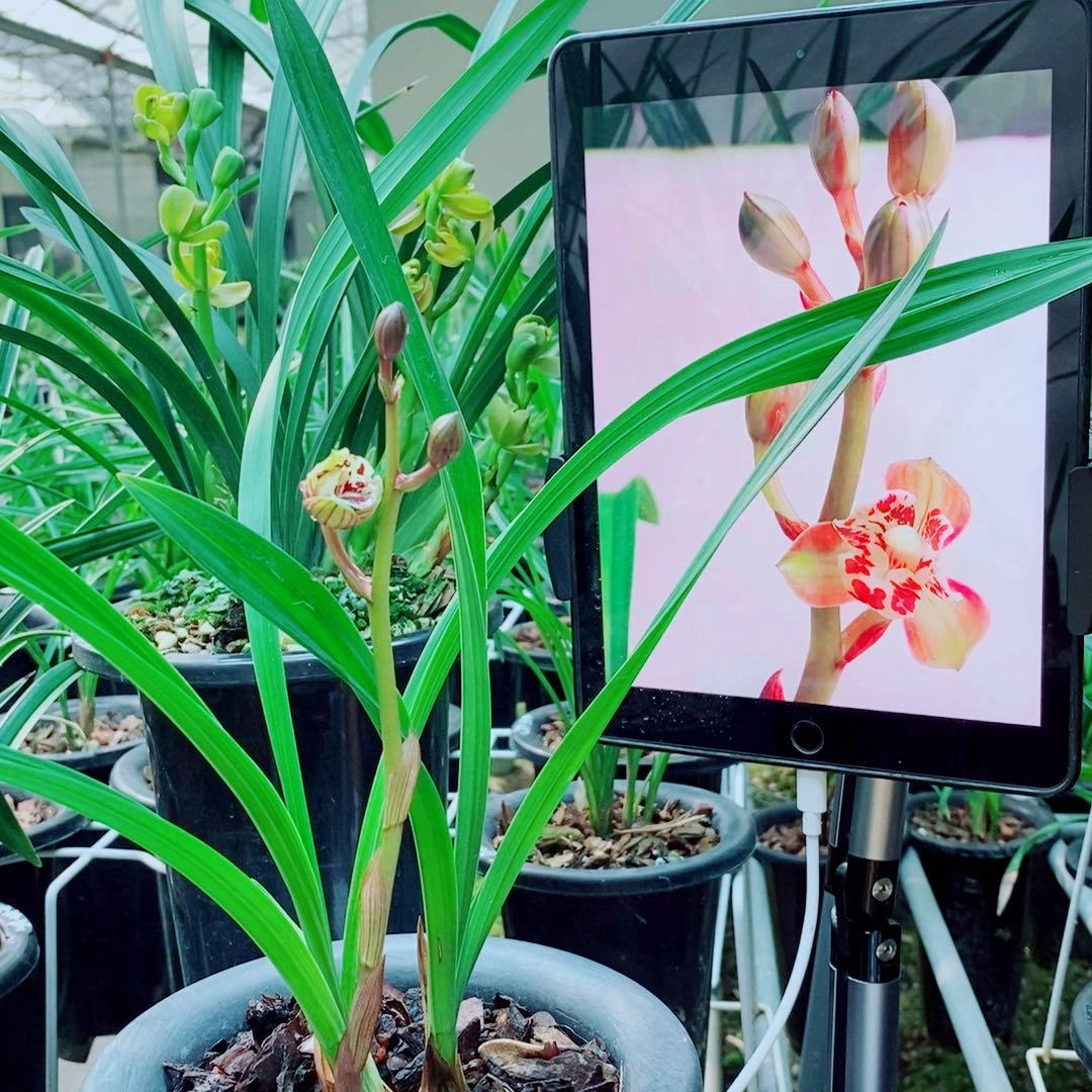 当前无花栽培后可以开花