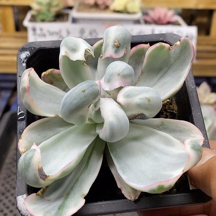 0542 伯克利锦多肉