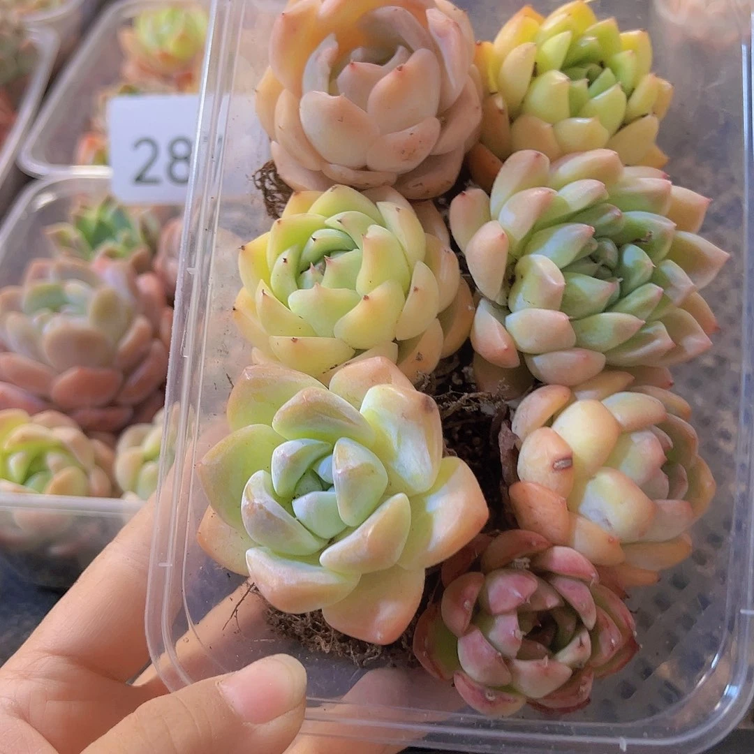 297拼盘，多肉植物