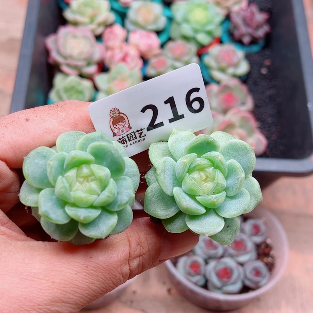 多肉植物多肉植物