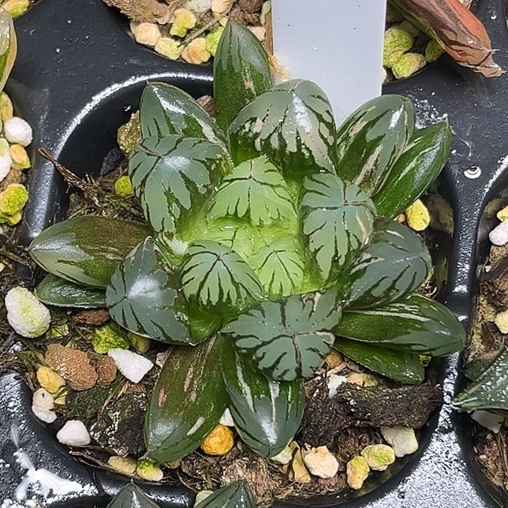 390水晶灯玉露锦脱土发货