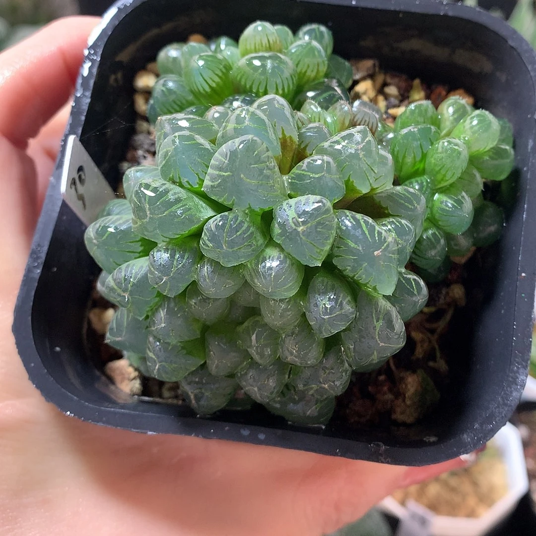 30号群生姬玉露带盆土
