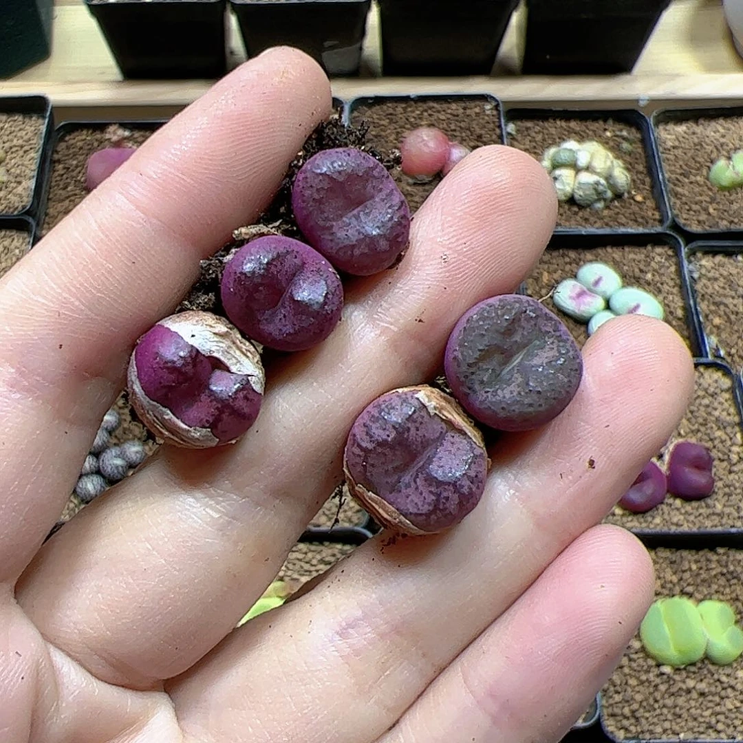 【闪购商品】103 吕氏杂