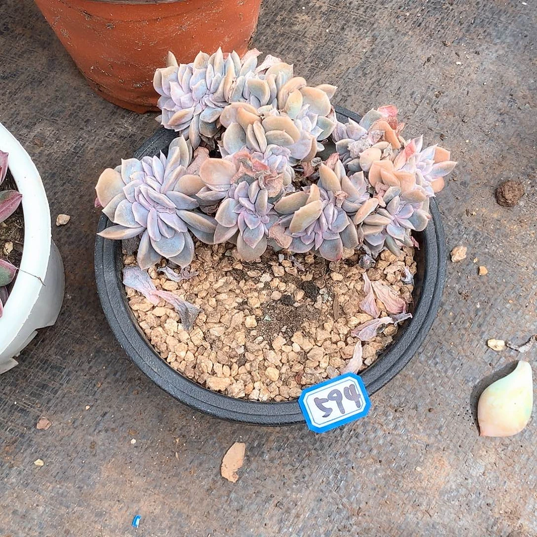 594哈利缀化 一物一拍多肉