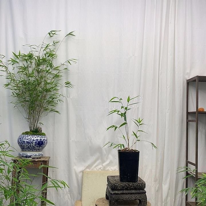 竹子竹子绿植盆栽花卉