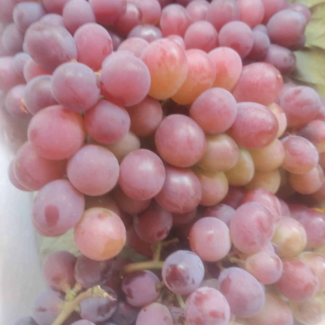 当地巨玫瑰葡萄一 份 1.5 斤我左右香甜云南省