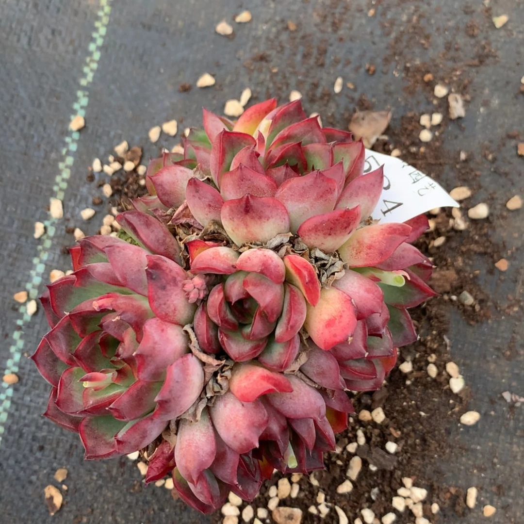 534杂交精品基地11厘米