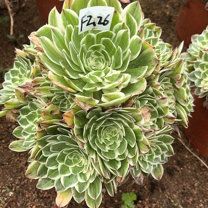 伊丽莎白多肉植物2.26号