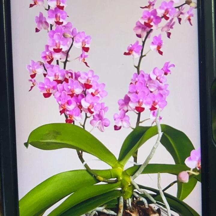 当前无花栽培后可以开花贝瑞王子1.7组合2棵福利