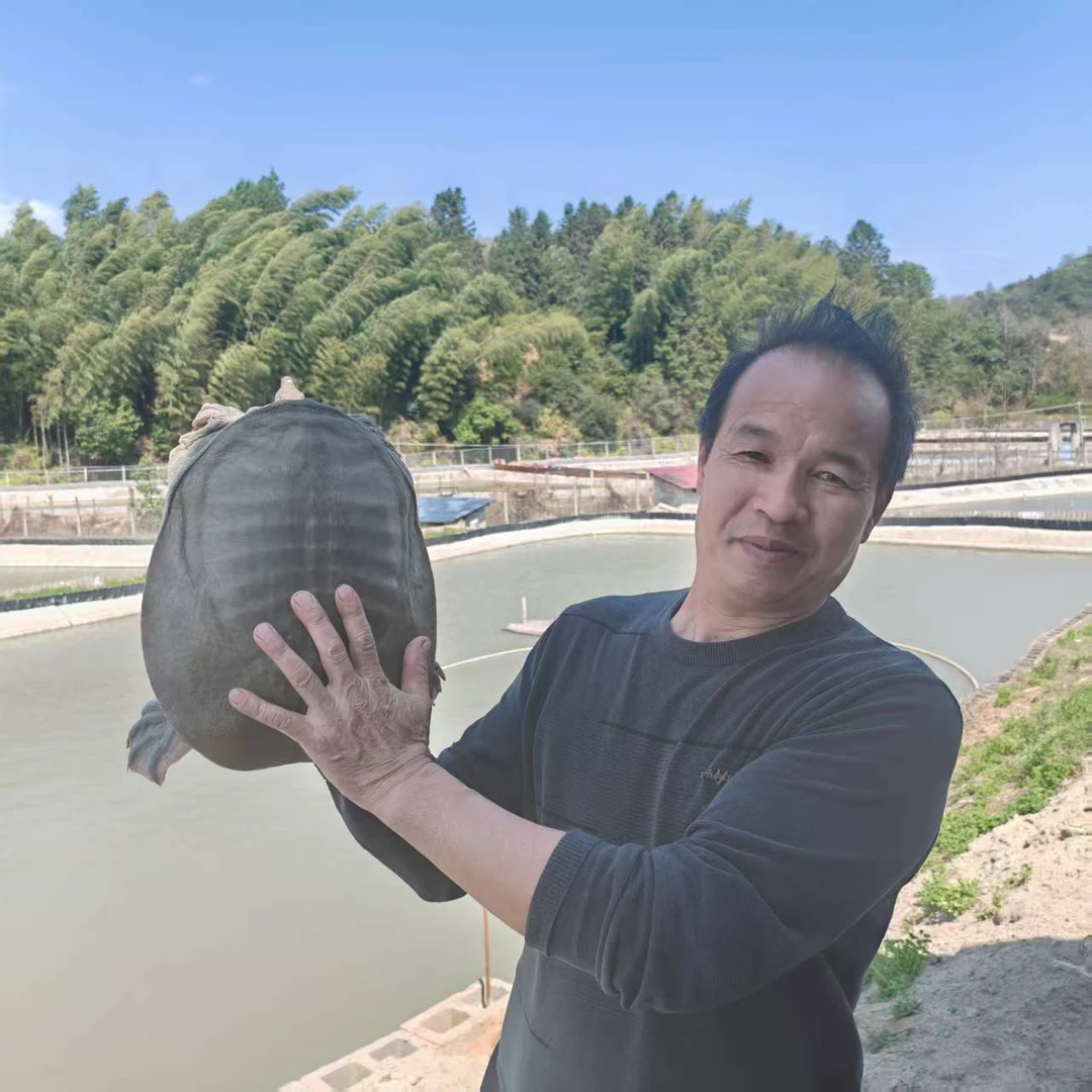 8-10年江西老甲鱼团鱼纯天然外塘小鱼小虾养殖鲜活包邮