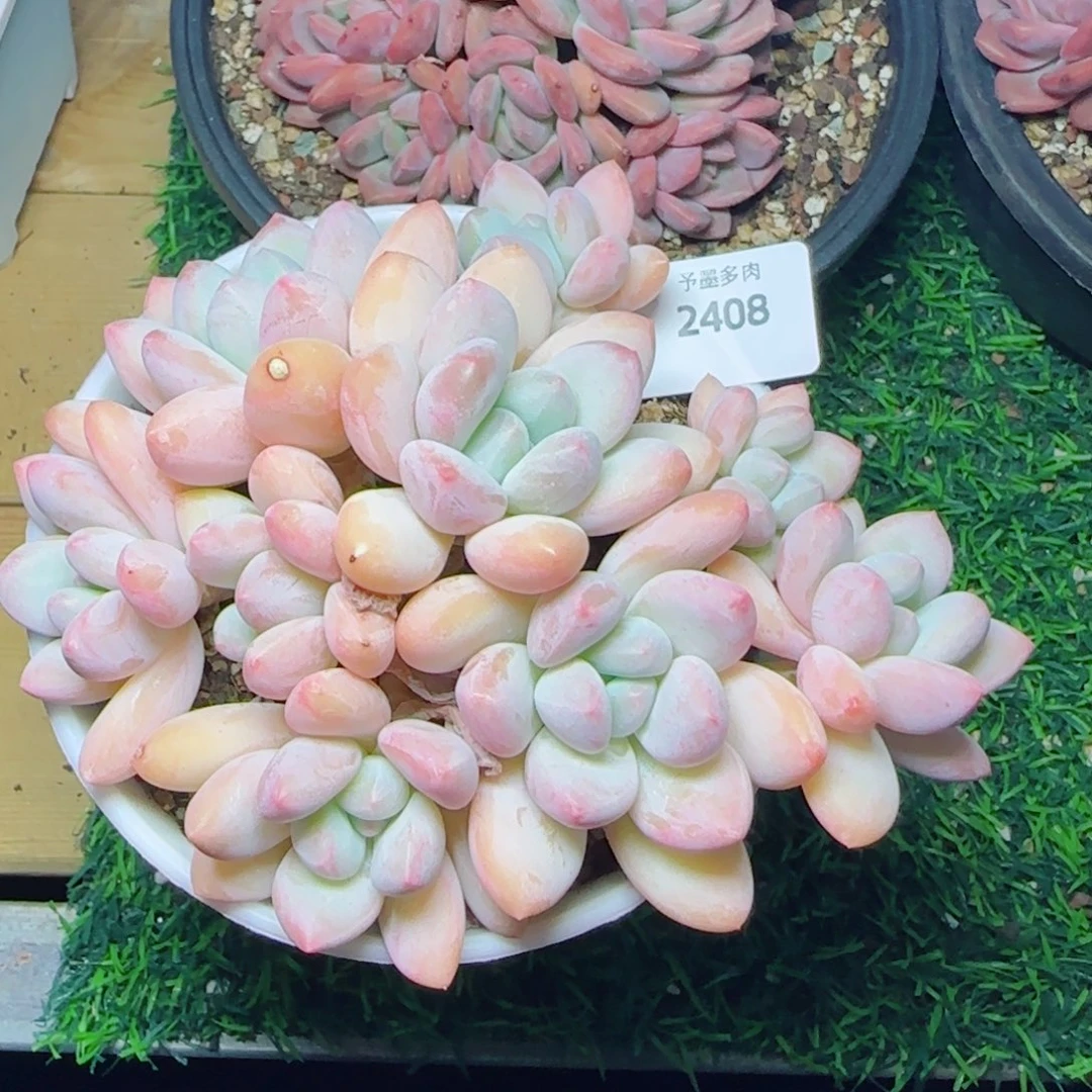 香水无砍2408多肉植物