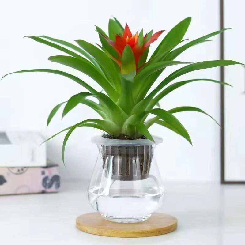 鸿运当头小红星盆栽室内水培植物四季好养净化空气花卉