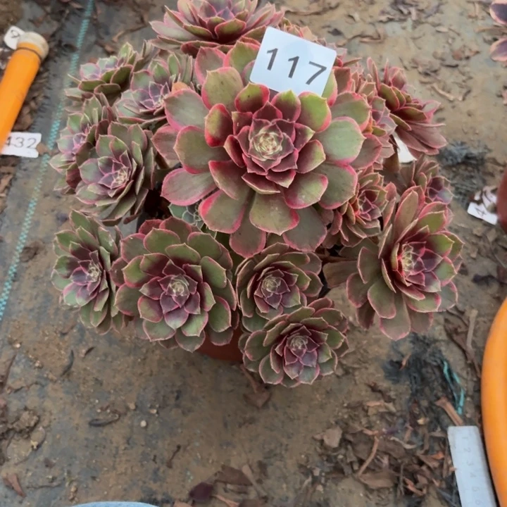粉花夭多肉植物不包损117
