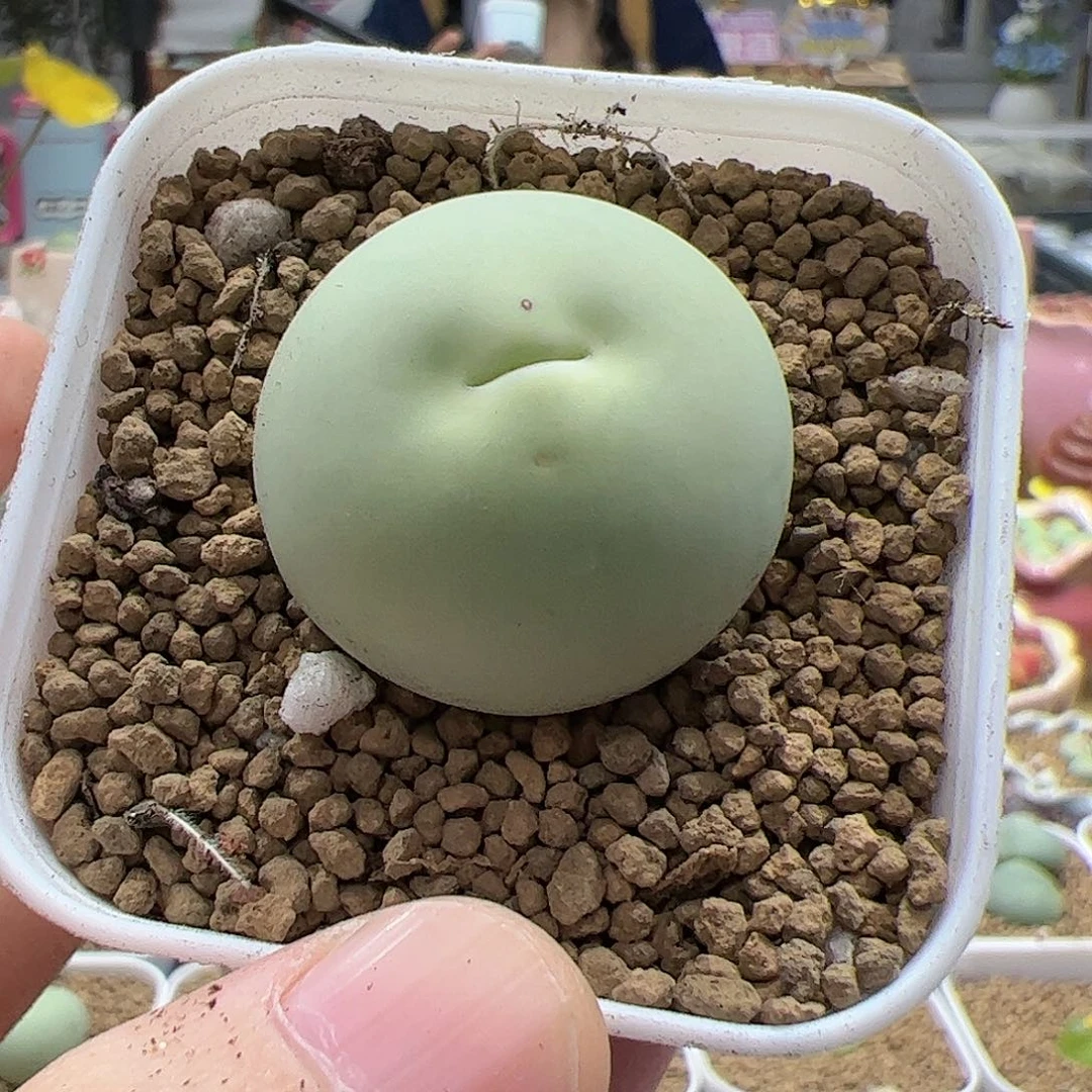 【闪购商品】80 2.9cm大鸽子蛋