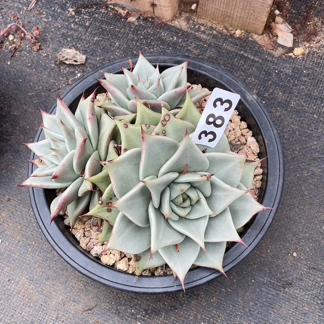 宸若如东云组拍383