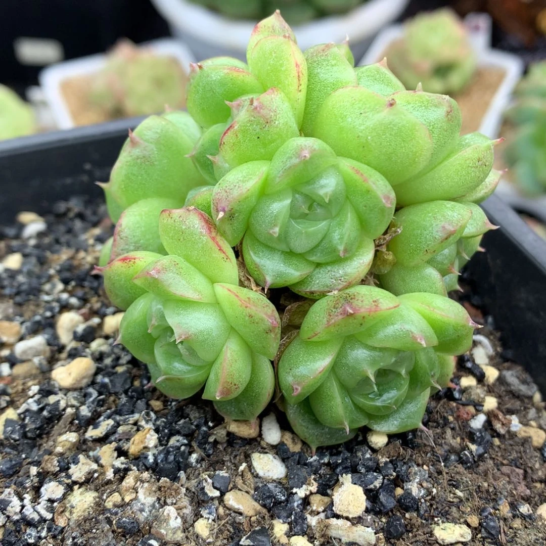 58包邮  群生不包整麦秆群13