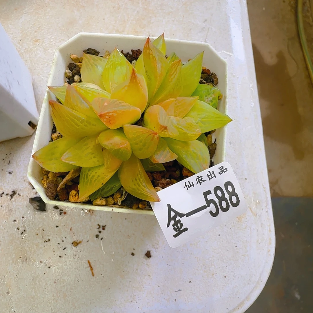我***你瓦苇，588，仙农出品多肉