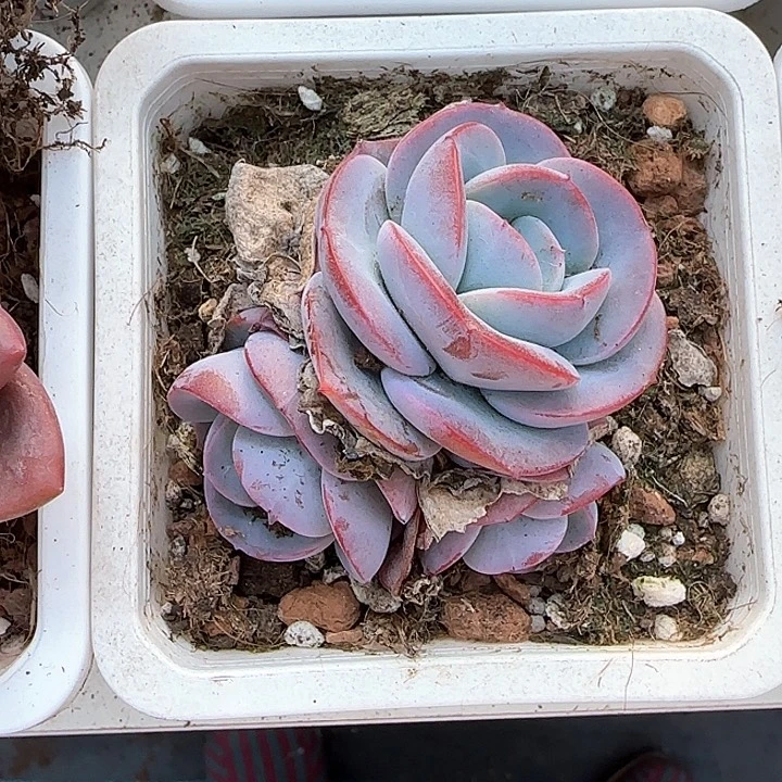 青蛙王子儿童牙膏111