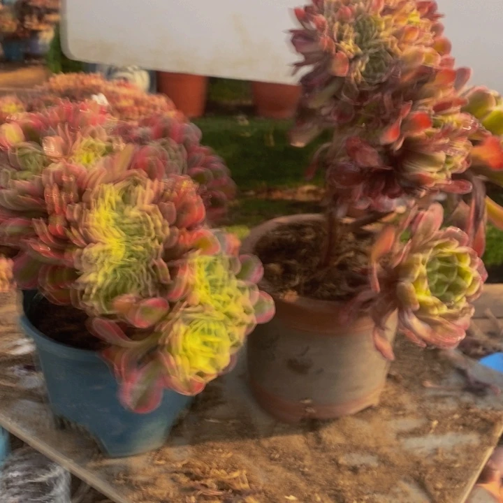 ༺***“不开花植物611号水墨画加粉女巫多肉