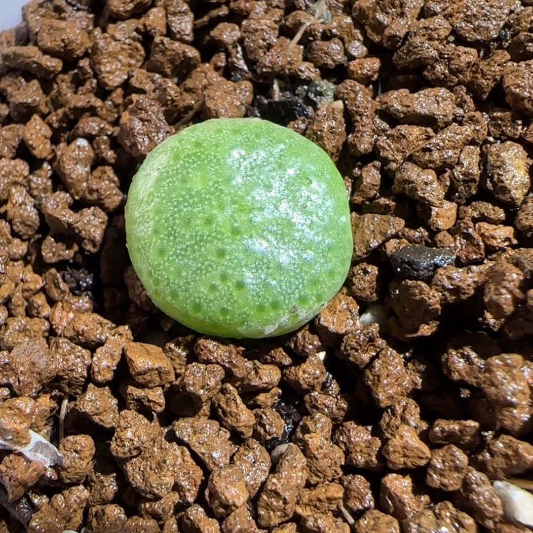 肉锥多肉植物组合-青团433