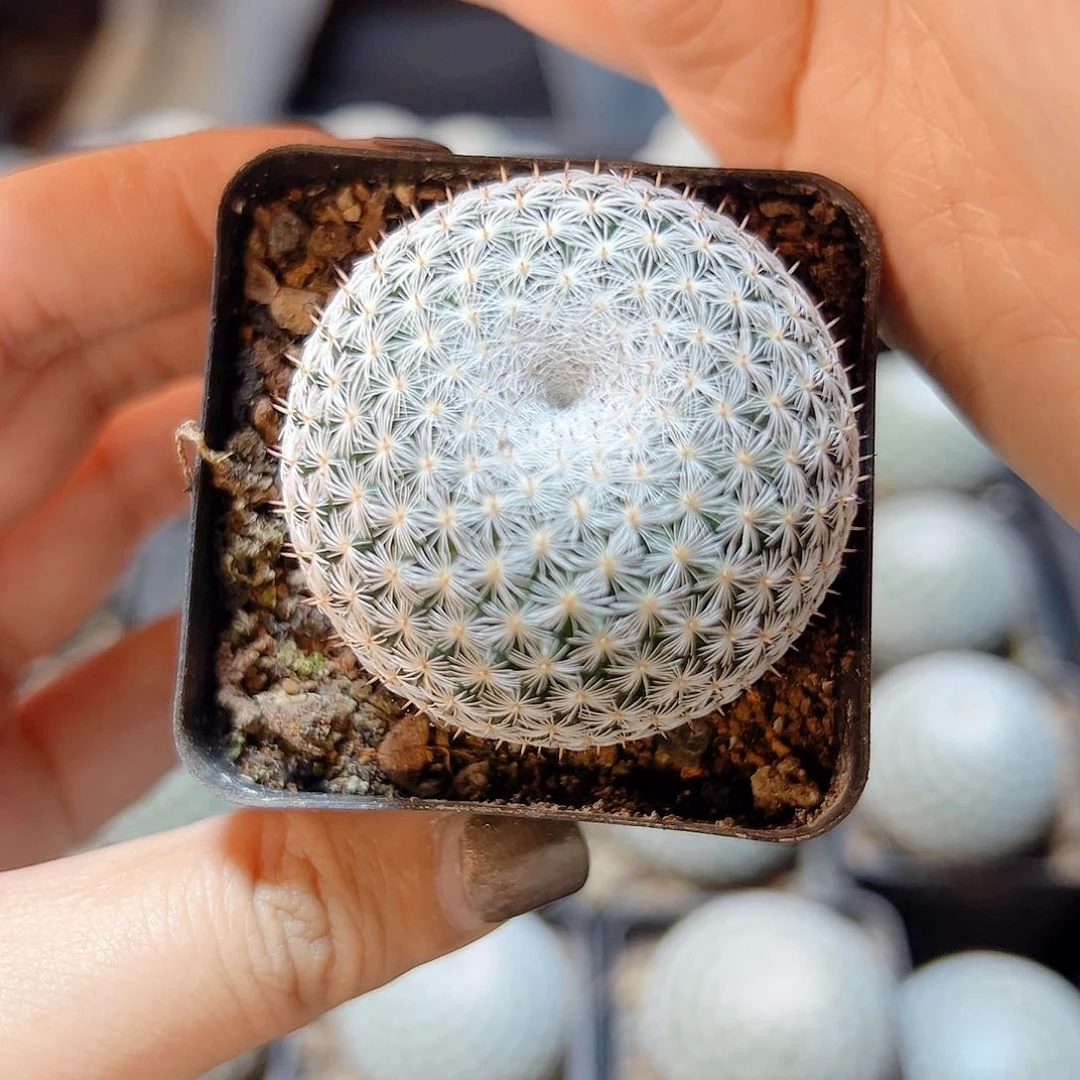 实生恋山彦3.8公分