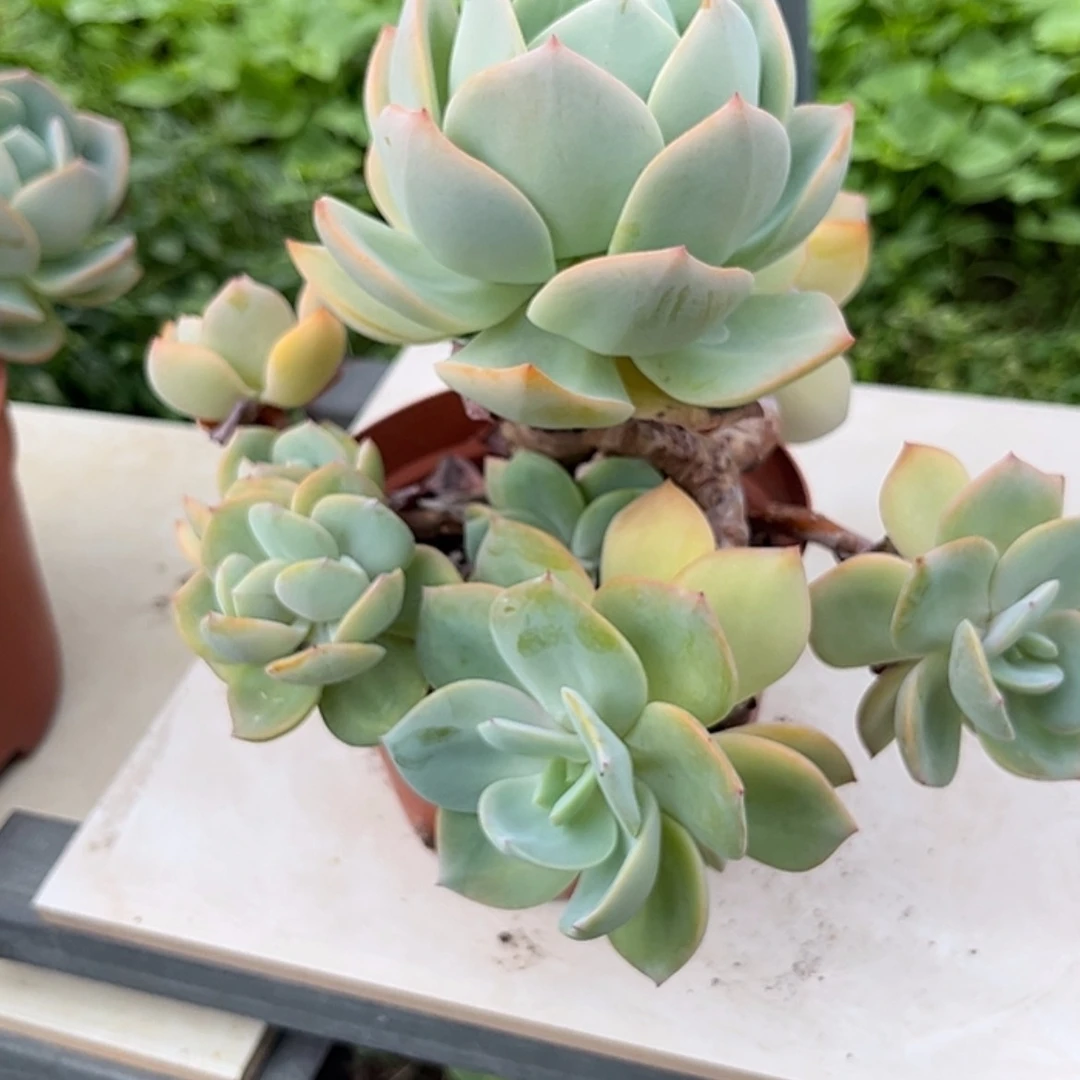 【闪购商品】无花朵阿*