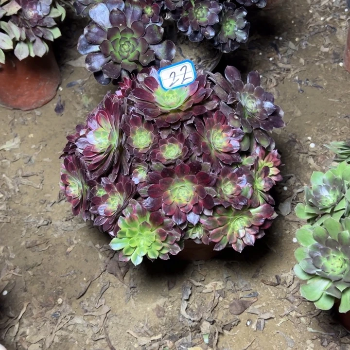 多肉植物安娜法师22