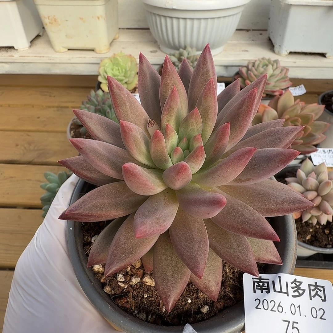 虞美人11111102-75